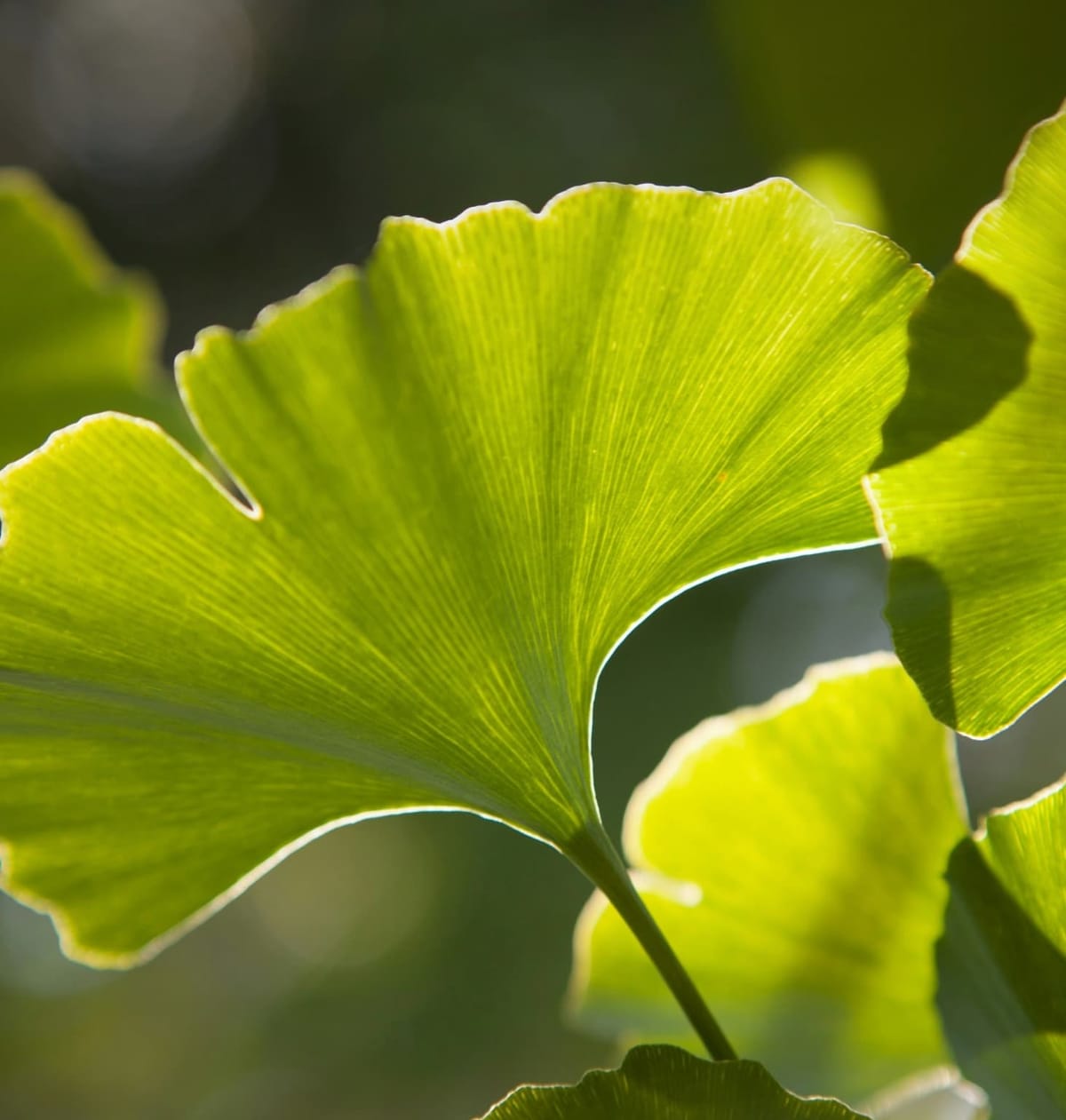 Ginkgo Biloba: Das lebende Fossil als moderner Gesundheitshelfer