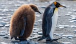 Ein Königspinguin geht mit einem Jungen spazieren