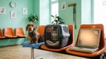 Wartezimmer einer Tierarztpraxis: ein Dackel, eine Katze in der Transportbox und ein alter Laptop mit Pflaster warten nebeneinander auf orangen Sesseln.
