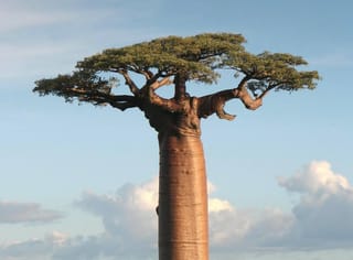 Quiz. Was weißt du über das digitale Afrika?