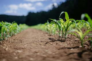 Precision Farming - die Revolution der Landwirtschaft