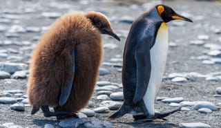 Ein Königspinguin geht mit einem Jungen spazieren
