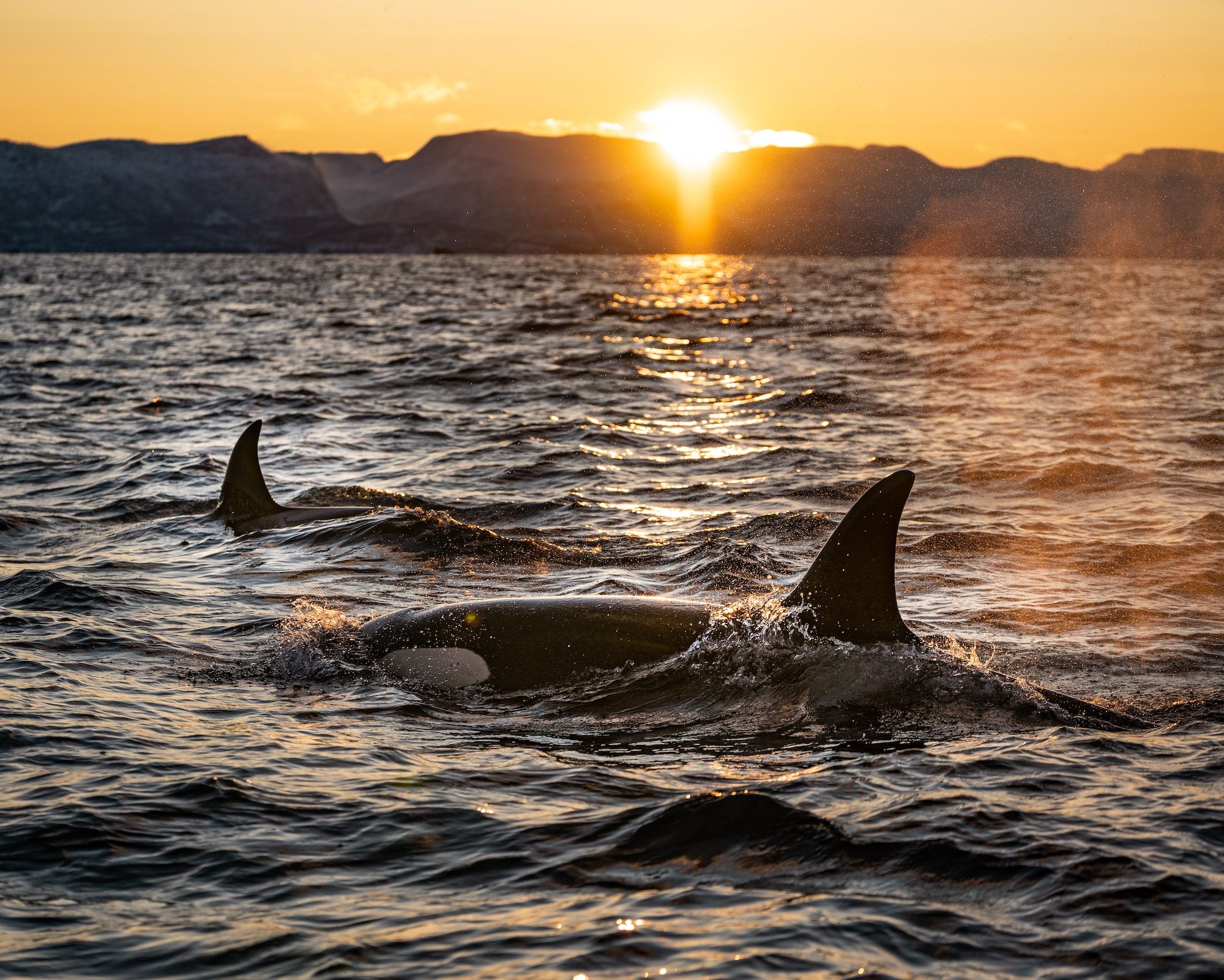 Orcas versenken Segelyachten
