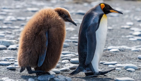 Ein Königspinguin geht mit einem Jungen spazieren